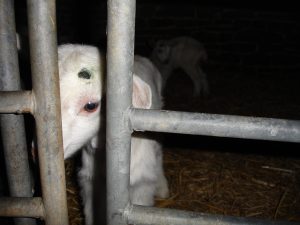 A disbudded goat kid