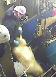 Worker grabs sheep's back leg