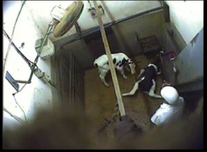 worker does nothing to help collapsed calf