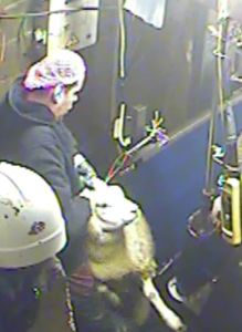 Worker manhandles sheep by her ears