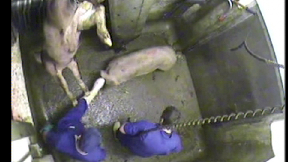 A worker casually kicks the last remaining pig to be stunned