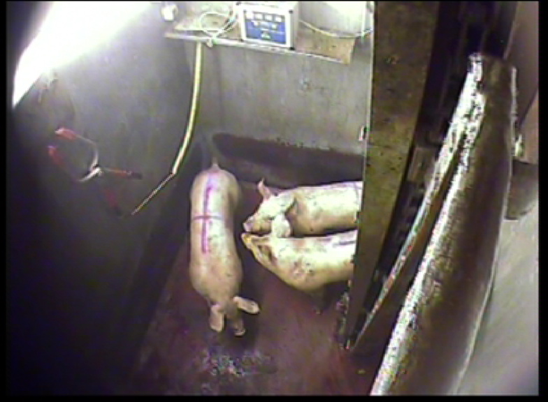 pigs waiting for stun operator