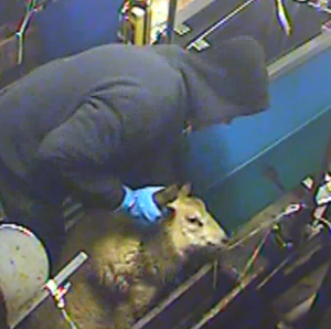 Worker forces sheep onto conveyor belt by her front leg