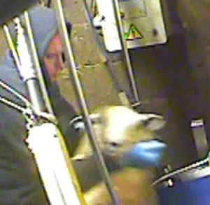 Worker throwing a sheep onto the conveyor