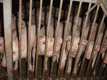 Edneys Farm, Rainbow Pigs