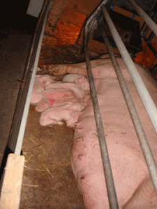 Edneys Farm, Rainbow Pigs