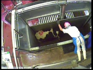 Worker must lean over side of stall in order to reach cow to be stunned