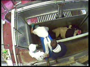 stun operator has to held by his legs by colleagues in order to stun cow for the second time