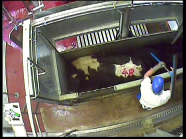 stun operator uses cleaning squeegee to hit cow who is not in the right place in the stall