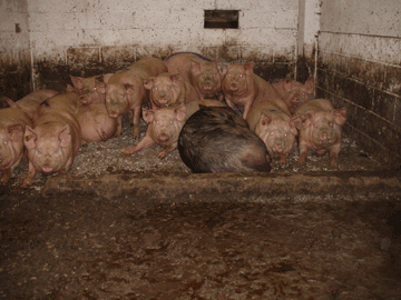 Treburgett Piggery