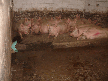 Treburgett Piggery