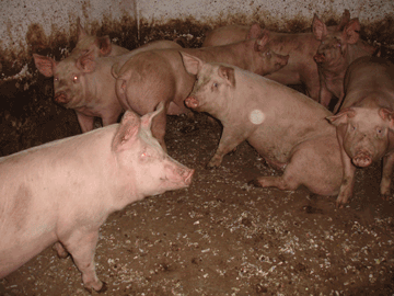 Treburgett Piggery