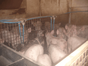 Treburgett Piggery