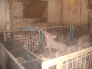 Treburgett Piggery