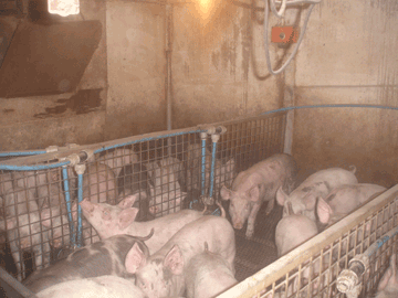 Treburgett Piggery