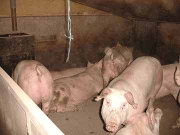 Trewethen Pig Farm