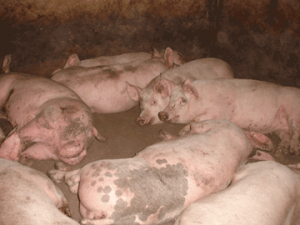 Trewethen Pig Farm