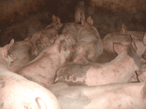 Trewethen Pig Farm