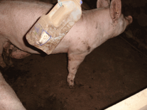 Trewethen Pig Farm