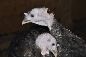 Injured turkeys at a Bernard Matthews free range farm