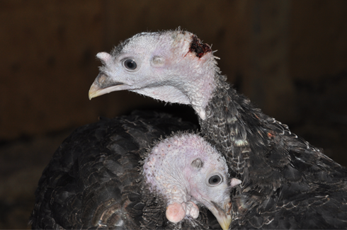Injured turkeys at a Bernard Matthews free range farm