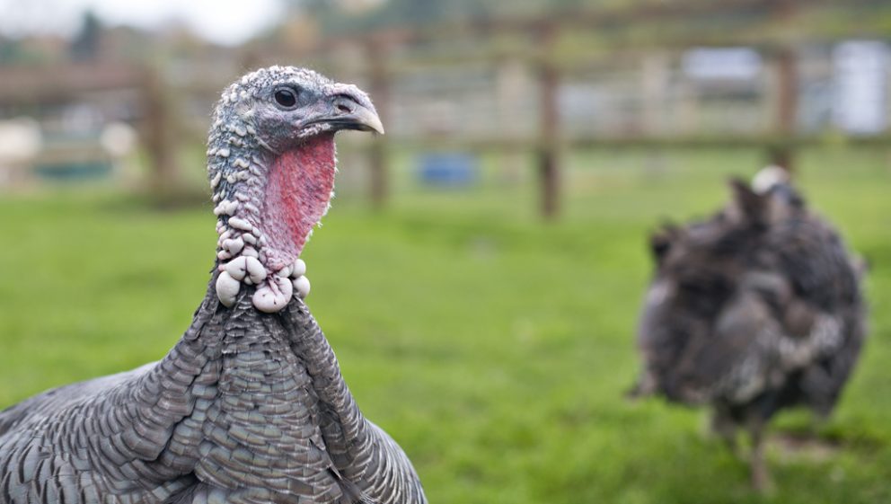 Bramble, the rescued turkey at Hillside Animal Sanctuary