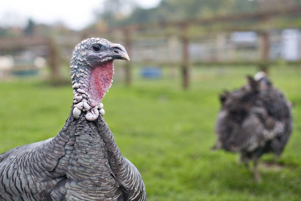 Facts about turkeys that you should know
