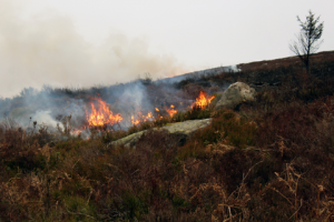 Burning on the moors