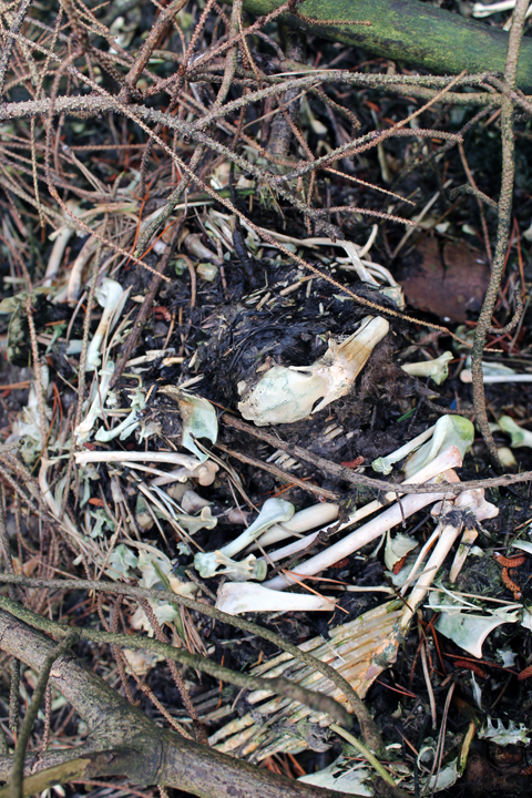 Stink pit near Gorple Lower Reservoir on Walshaw Moor