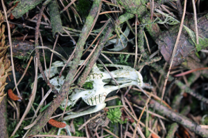 Stink pit near Gorple Lower Reservoir on Walshaw Moor