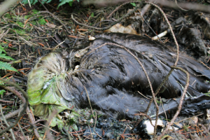 Stink pit near Gorple Lower Reservoir on Walshaw Moor