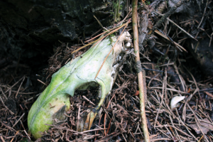 Stink pit near Gorple Lower Reservoir on Walshaw Moor