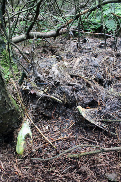 Stink pit near Gorple Lower Reservoir on Walshaw Moor