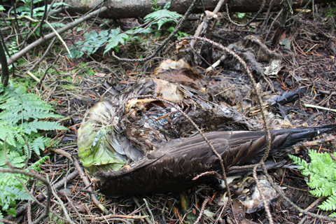 Stink pit near Gorple Lower Reservoir on Walshaw Moor