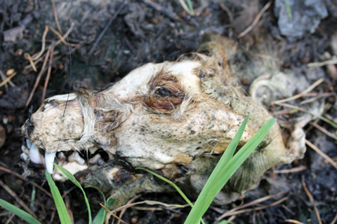 Stink pit on Bingley Moor