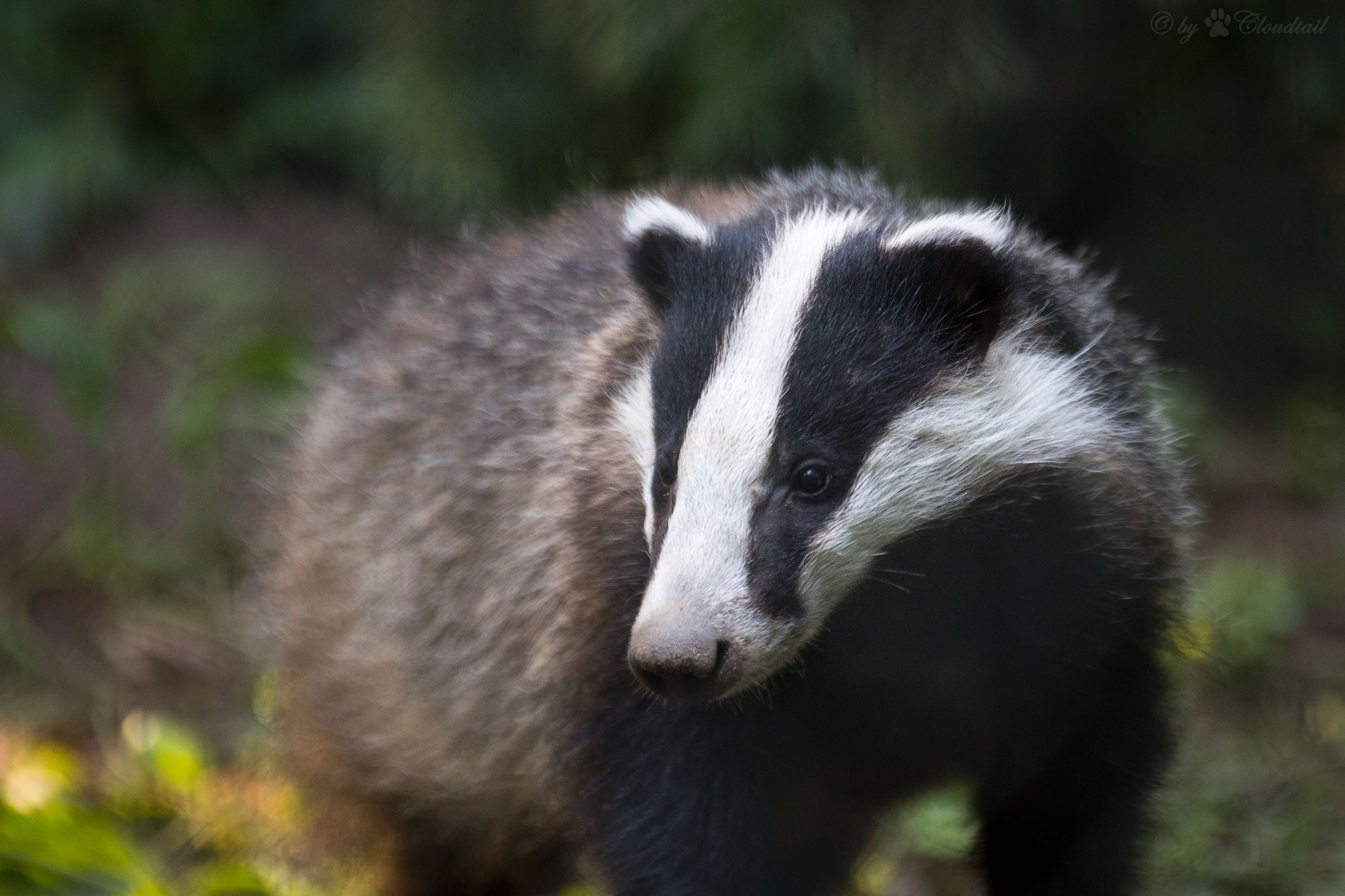 Badger cull update - Animal Aid