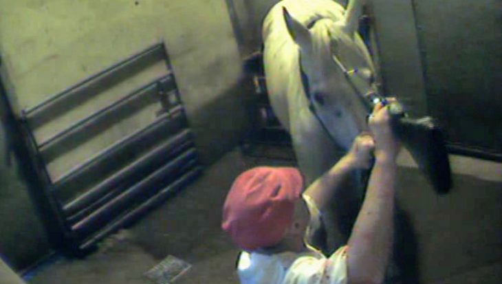 Horse about to be shot at Potter’s Abattoir, from a separate Animal Aid undercover investigation
