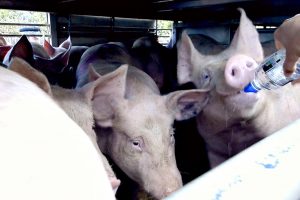 Pig Save Vigil: pig drinking water