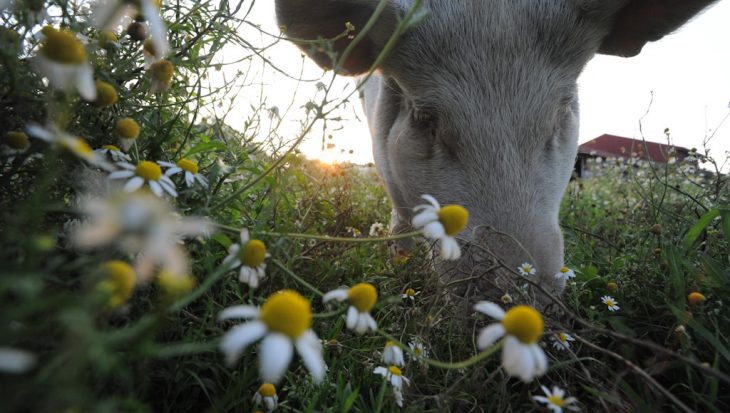 Violet in a field of chamomile. Farm Sanctuary, NY, USA. Credit Jo-Anne McArthur / We Animals