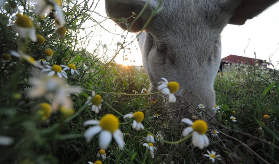 Violet in a field of chamomile. Farm Sanctuary, NY, USA. Credit Jo-Anne McArthur / We Animals
