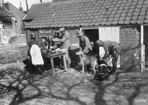 German Veterinary Service. Treatment of wounded messenger dogs at a Dog Hospital. (© IWM Q 55272)