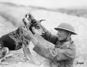 Sergeant of the Royal Engineers Signals Section putting a message into the cylinder attached to the collar of a messenger dog at Etaples, 28 August 1918. (© IWM Q 9276)