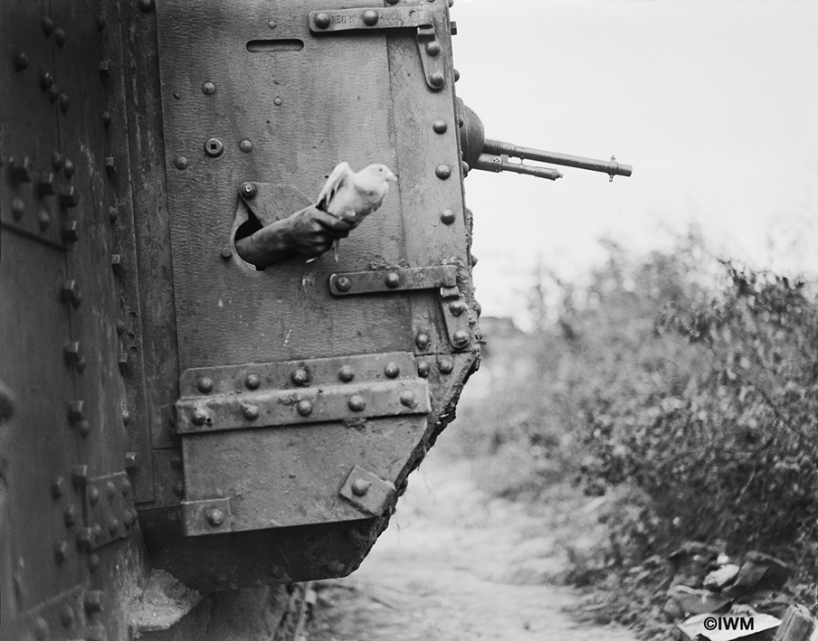 A carrier pigeon being released from a port-hole in the side of a tank near Albert, 9 August 1918. It's a Mark V tank of the 10th Battalion, Tank Corps attached to the III Corps during the Battle of Amiens. (© IWM Q 9247)