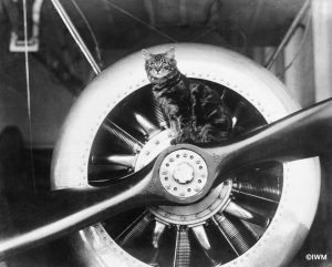 Cats were common, particularly on a ship or at a camp, where they could establish their territory and keep the population of rats and mice down. 'Pincher', the mascot of HMS VINDEX is shown sitting on the propeller of a Sopwith Camel carried by the ship. (© IWM Q 73724)
