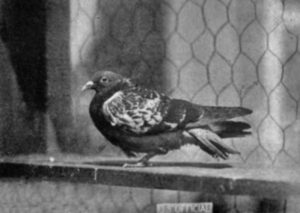 Cher Ami after recovering from battle minus a leg by US Army. Cher Ami (‘dear friend’) was a famous homing pigeon donated to the US Army Corps by British pigeon fanciers to deliver messages during the war. He delivered 11 messages for the US Army.