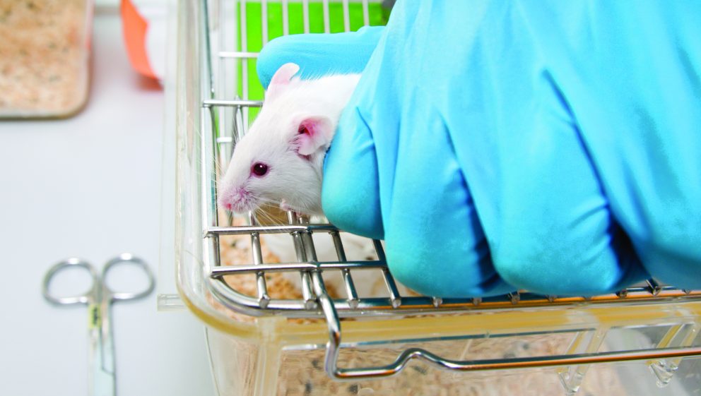 Correct way to hold laboratory mouse