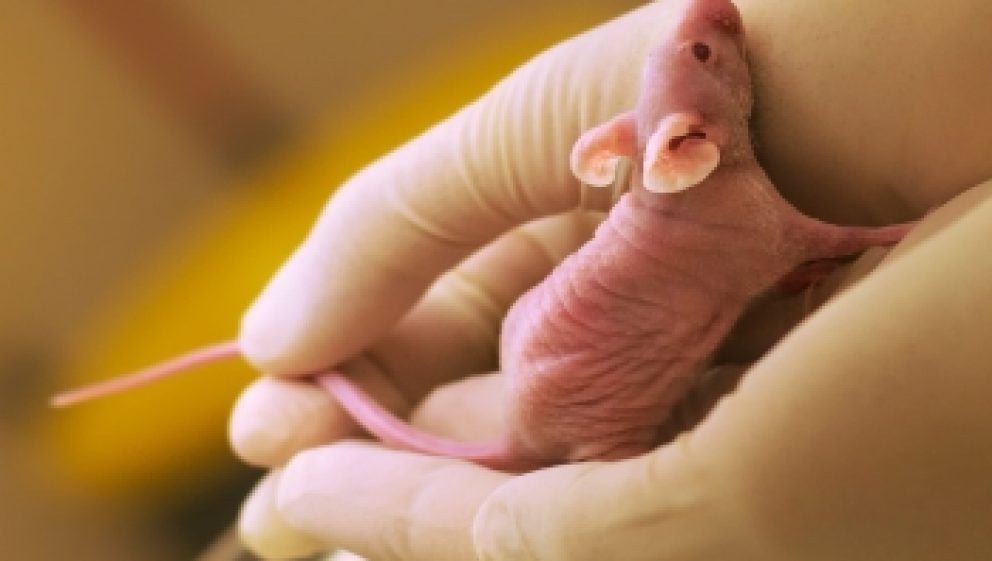nude mouse by Daniel Parks CC BY 2.0