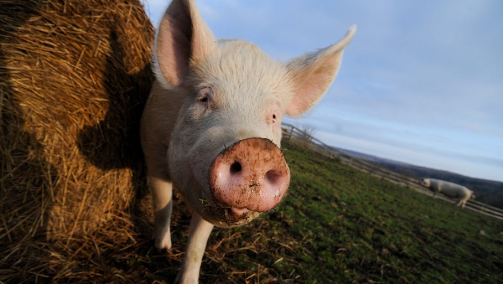 copyright Jo-Anne McArthur / We Animals