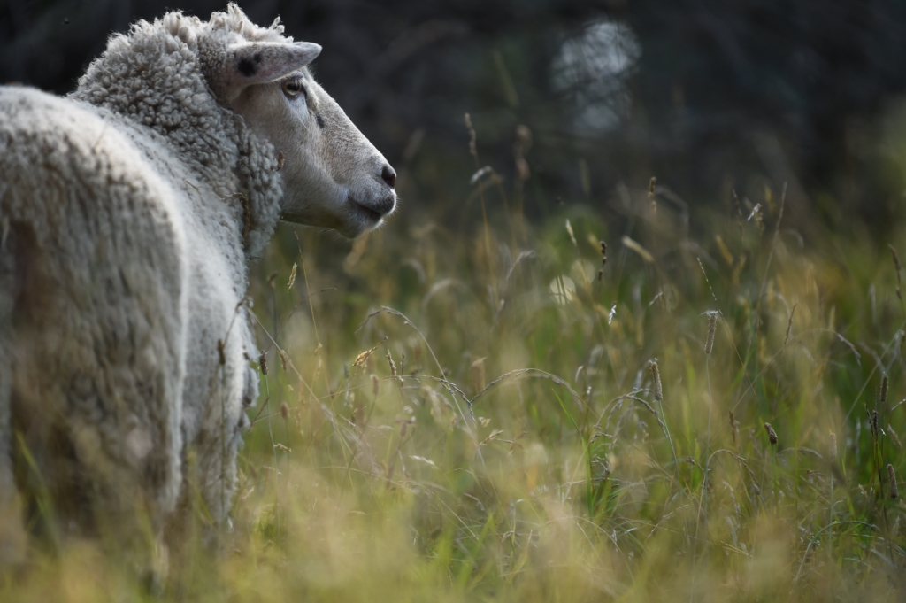 Credit: Jo-Anne McArthur / WeAnimals