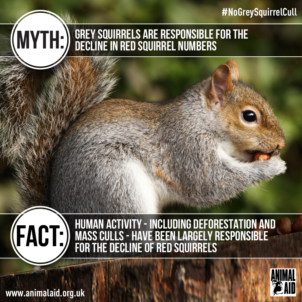 Grey squirrel myth vs fact